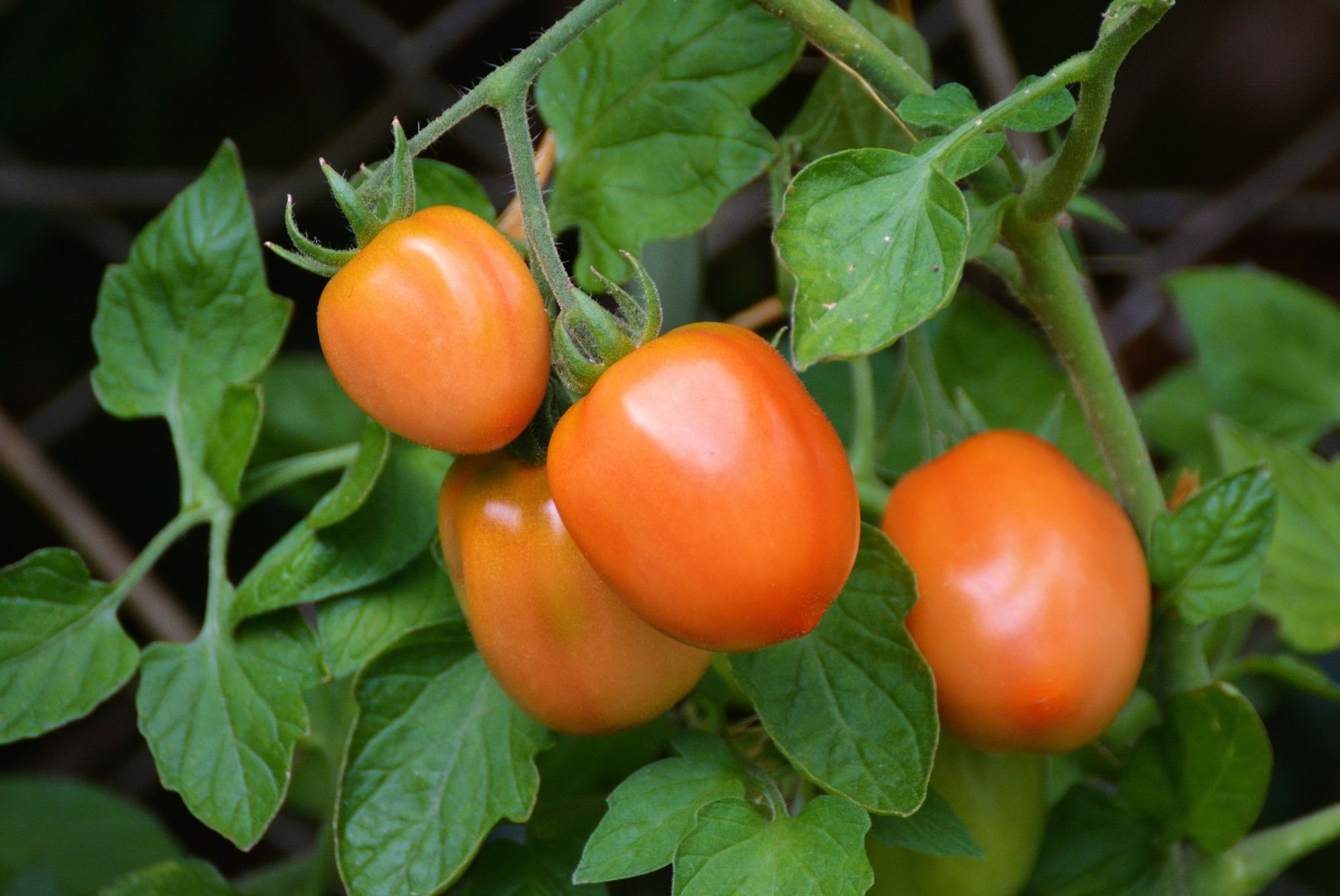 Tomatoes